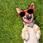 vitamin b12 for dogs