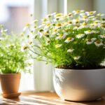 Chamomile indoors