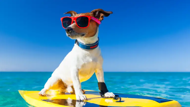 Best Magnesium Supplements for Dogs